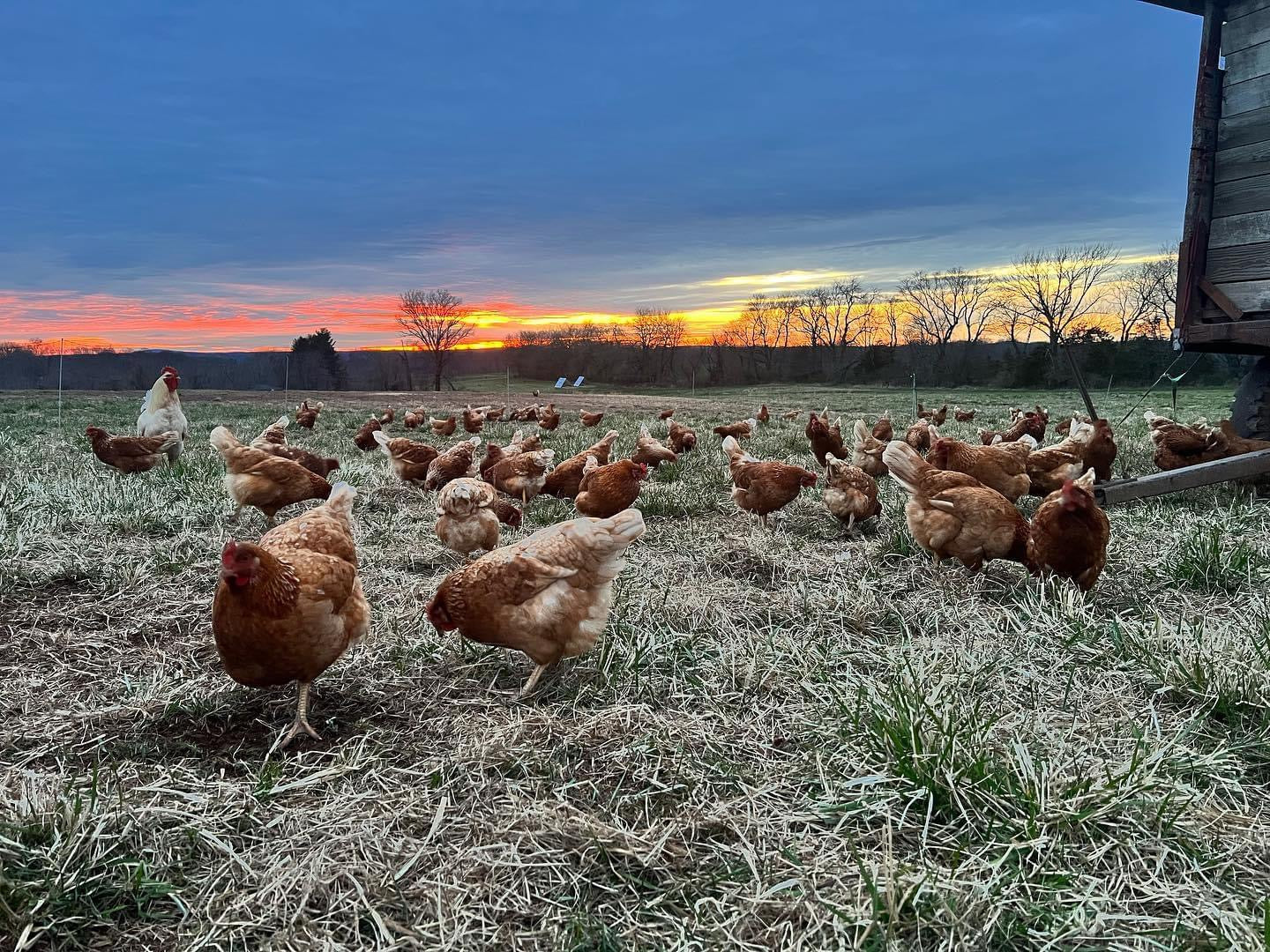 Pasture to Plate Farm Brunch Sunday Oct 19th 11-2pm