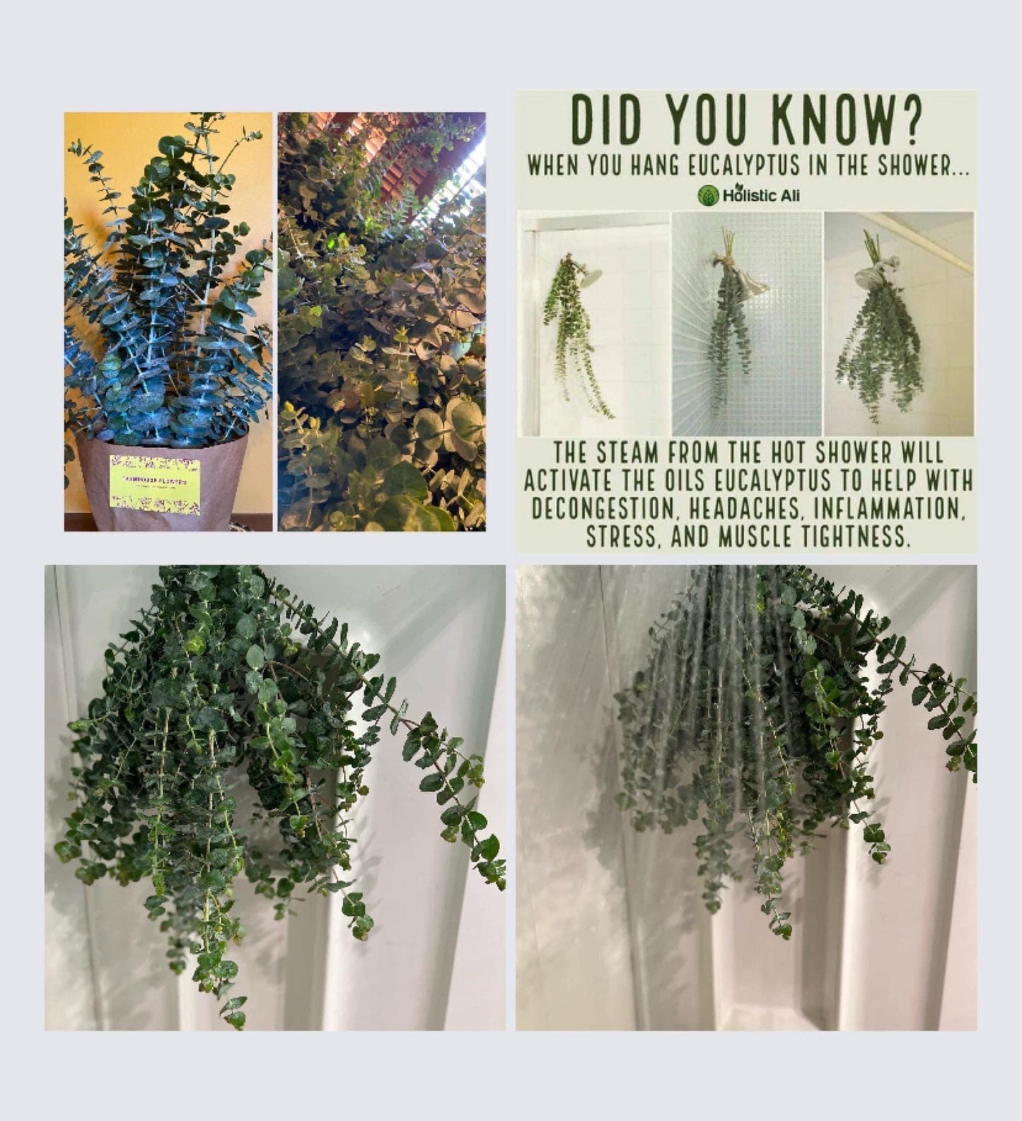 Eucalyptus Shower Bundle
