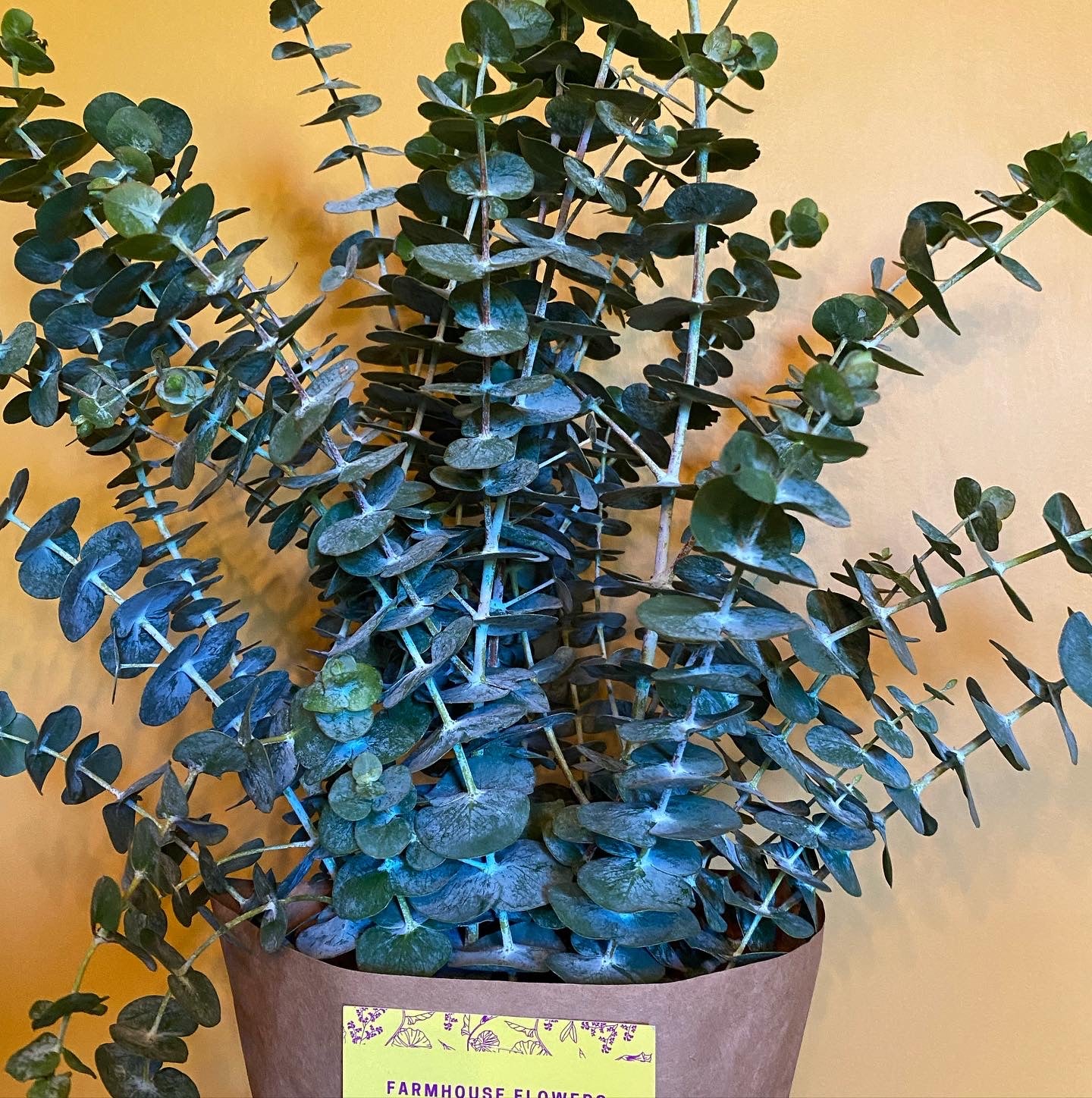Eucalyptus Shower Bundle
