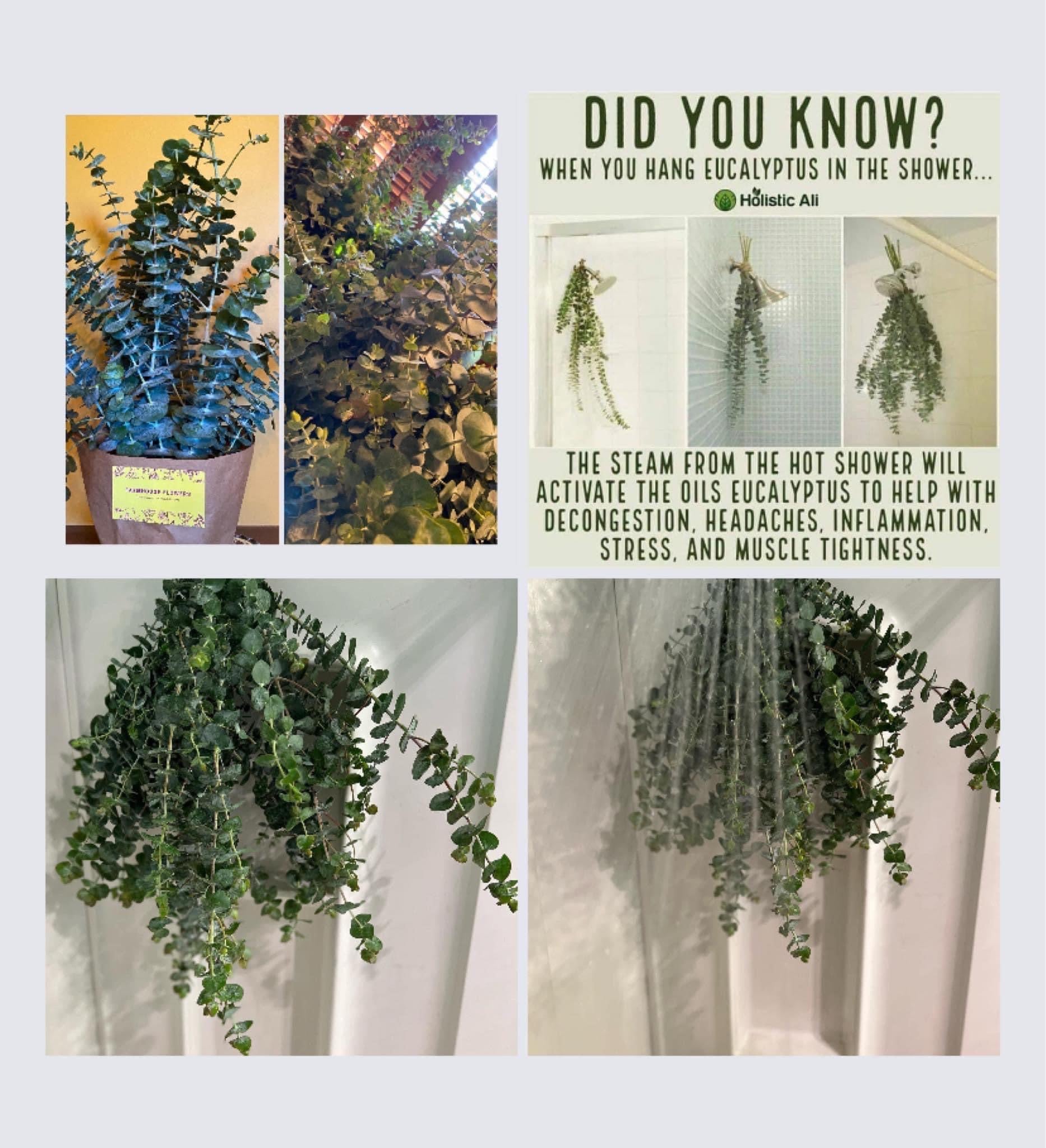 real hanging eucalyptus plant Eucalyptus Shower Bundle – Farmhouse Flowers NJ