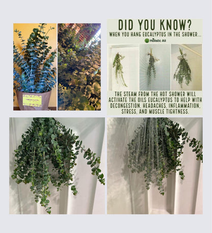 Eucalyptus Shower Bundle