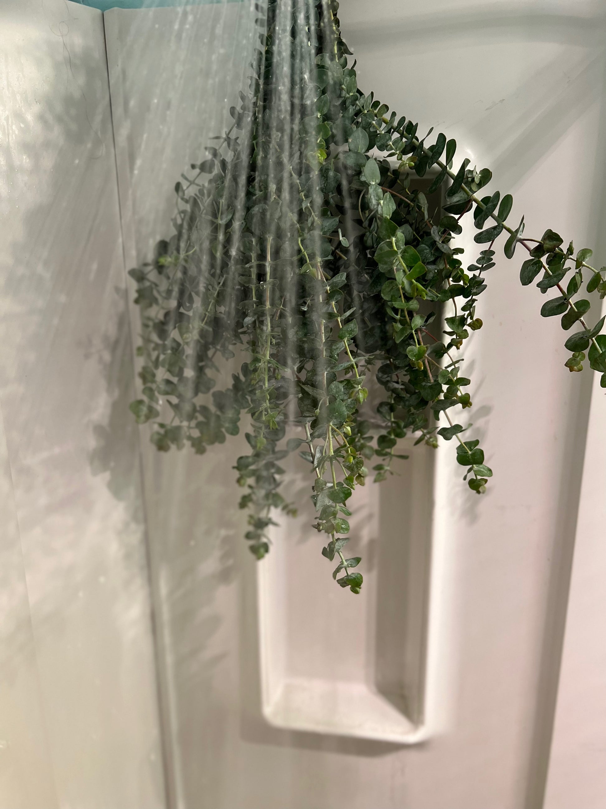 best shower plant to hang eucalyptus Eucalyptus Shower Bundle – Farmhouse Flowers NJ